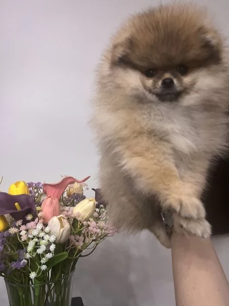 Spitz tedesco nano | Foto 0