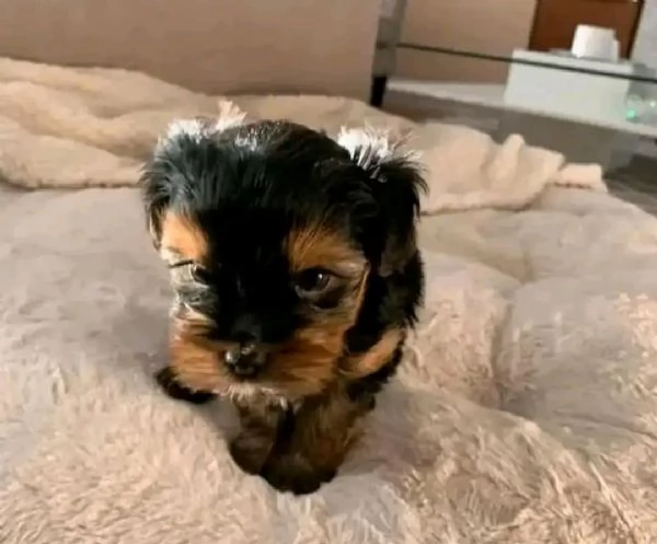 cuccioli di Yorkie maschi e femmine disponibili | Foto 0