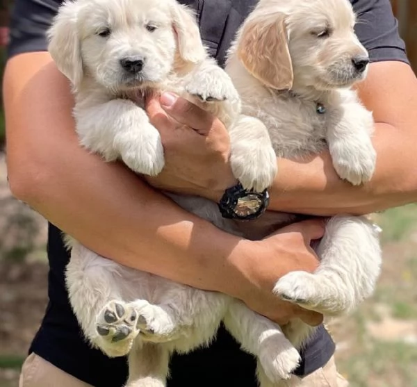 Due cuccioli di Golden Retriever ti aspettano | Foto 0