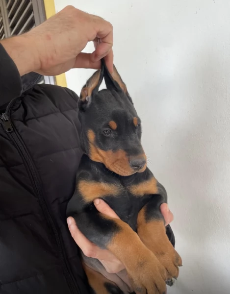 Cuccioli di dobermann  | Foto 0