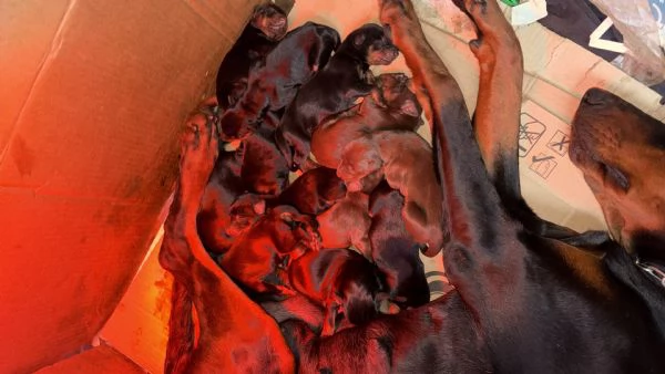 Cuccioli di dobermann 