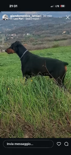 Cuccioli di dobermann | Foto 1