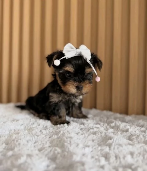 Cuccioli di Yorkie maschi e femmine in vendita | Foto 0