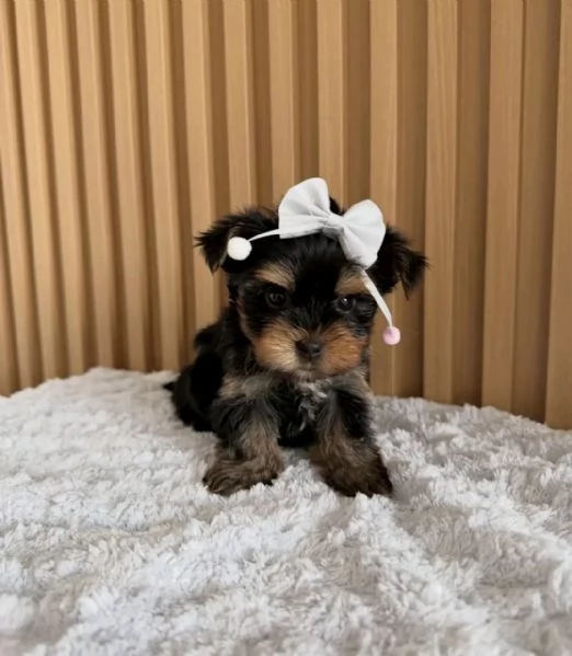 Yorkshire terrier  | Foto 0