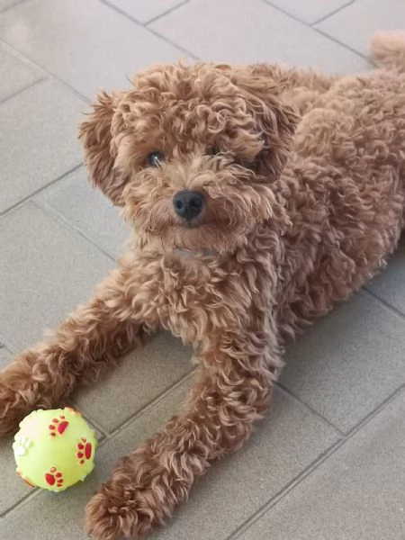 Barboncino toy maschio di 3 anni in vendita 