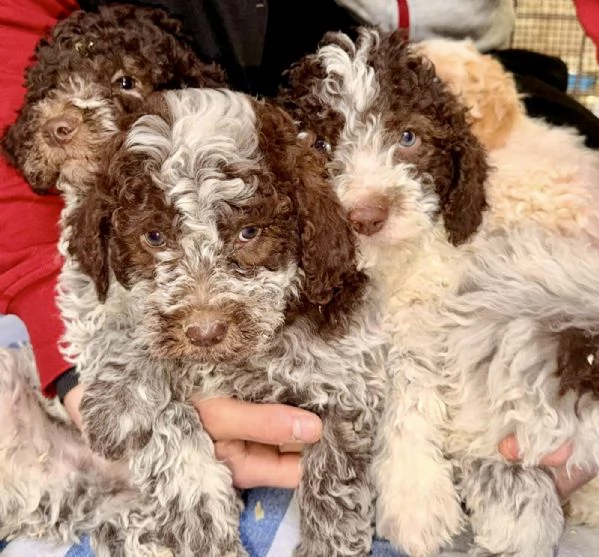 Cucciolo Lagotto Romagnolo