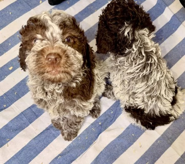 Cucciolo Lagotto Romagnolo | Foto 4