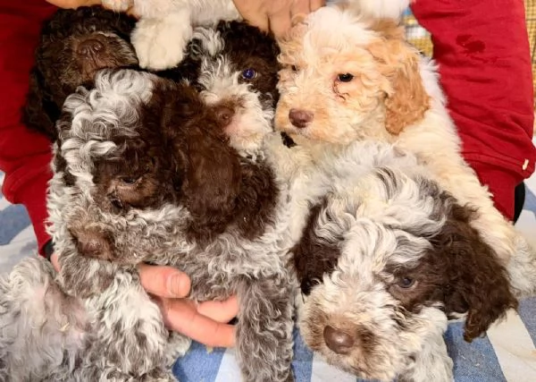 Cucciolo Lagotto Romagnolo | Foto 3