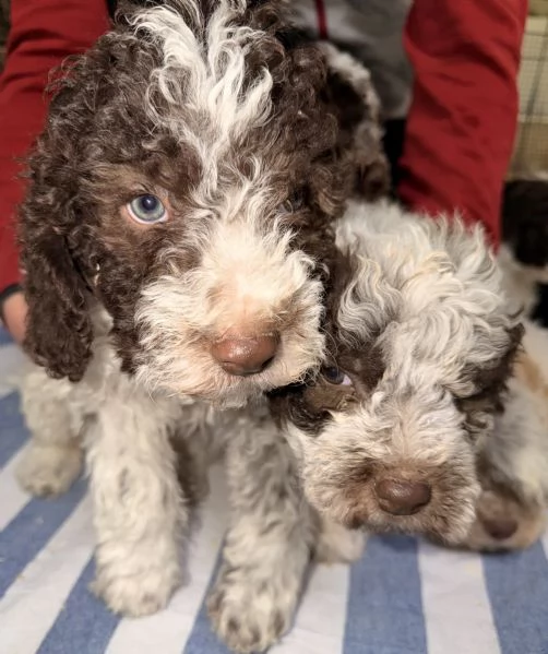 Cucciolo Lagotto Romagnolo | Foto 0