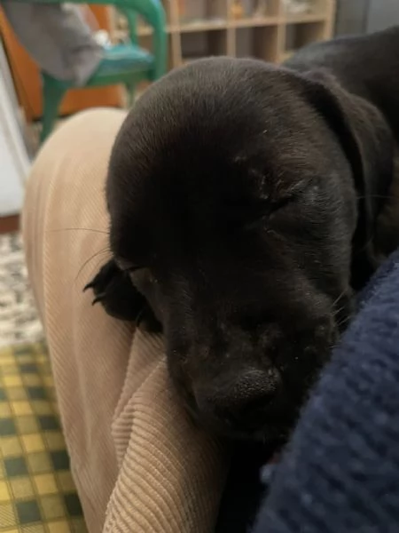 Venduta cucciolo cane