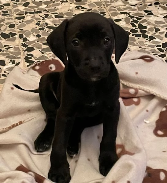 Venduta cucciolo cane | Foto 1