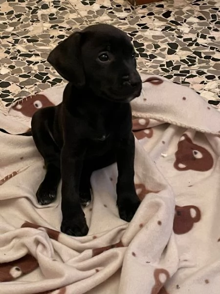 Venduta cucciolo cane | Foto 0