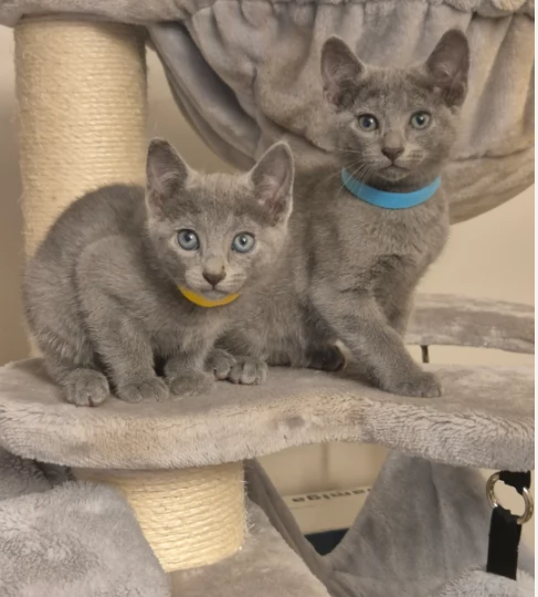 Blu di Russia di Tipo Europeo