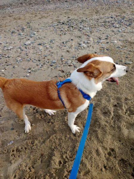 Regalo cane meticcio | Foto 1