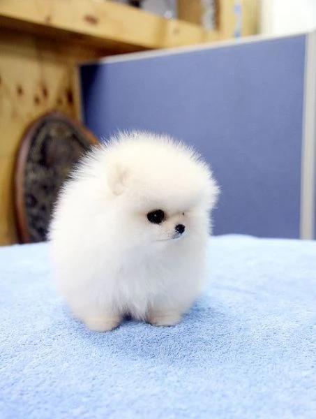 Mini Pomeranian Volpino per ventita 