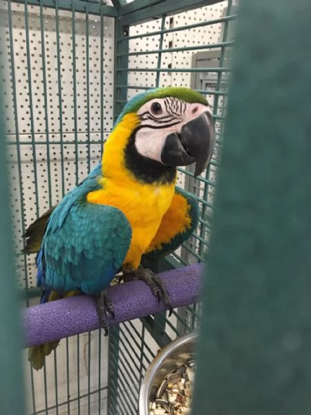 Pappagallo Ara ararauna | Foto 1