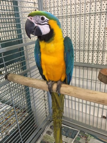 Pappagallo Ara ararauna | Foto 0