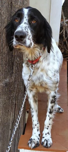Regalo dolce cagnolino di un anno e quattro mesi 