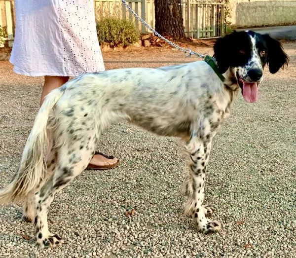 Regalo dolce cagnolino di un anno e quattro mesi  | Foto 2