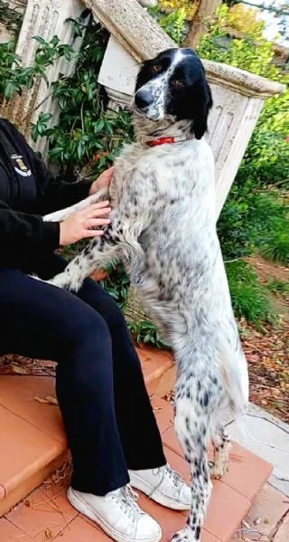 Regalo dolce cagnolino di un anno e quattro mesi  | Foto 1