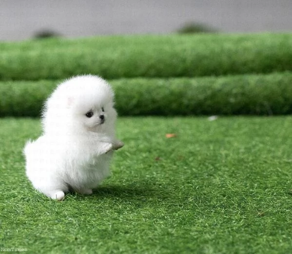 Abbiamo degli Volpino Pomerania sani in adozione | Foto 1