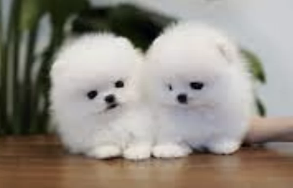 Volpino pomeranian mimi