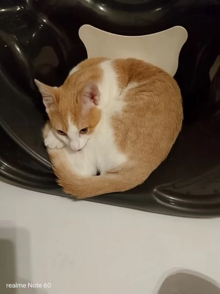 Gattino europeo maschio di neanche un anno