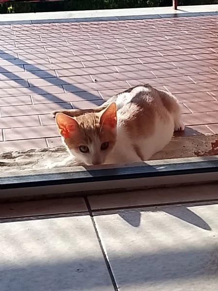 Gattino europeo maschio di neanche un anno | Foto 3