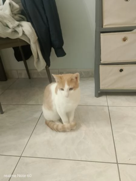 Gattino europeo maschio di neanche un anno | Foto 1