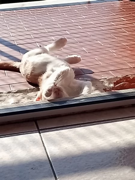 Gattino europeo maschio di neanche un anno | Foto 0