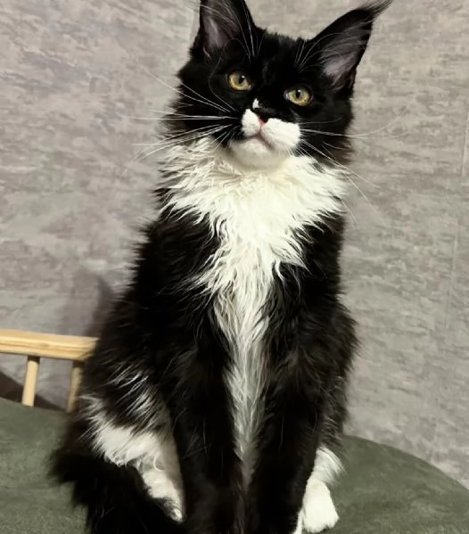 Maincoon gatto per Regalo 