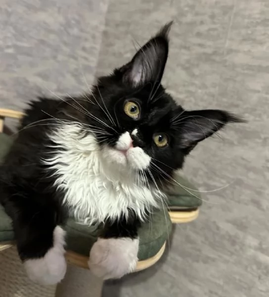 Maincoon gatto per Regalo  | Foto 0