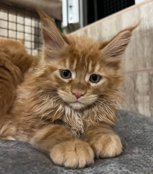 Maincoon gatto per Regalo  | Foto 0