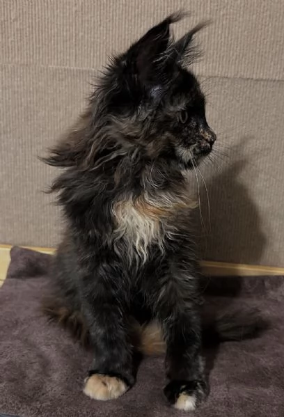 Regalo per un amante dei Maine Coon