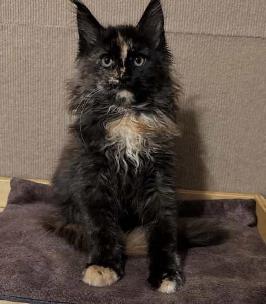Regalo per un amante dei Maine Coon | Foto 3