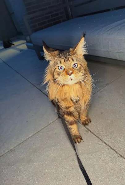 Regalo per un amante dei Maine Coon | Foto 0