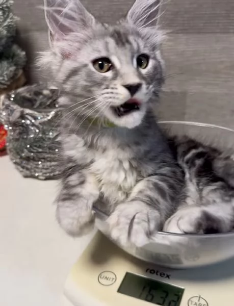Regalo per un amante dei Maine Coon | Foto 3