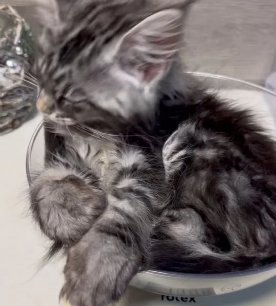 Regalo per un amante dei Maine Coon | Foto 0