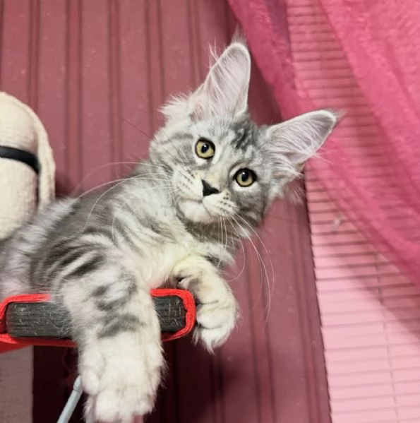 Regalo per un amante dei Maine Coon | Foto 2
