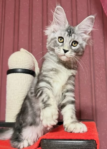 Regalo per un amante dei Maine Coon | Foto 1