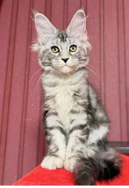 Regalo per un amante dei Maine Coon | Foto 0