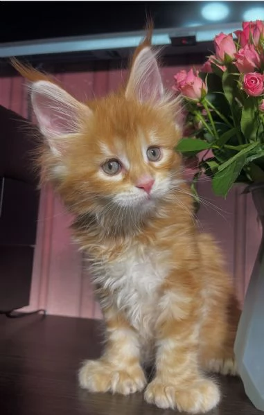 Regalo per un amante dei Maine Coon | Foto 4