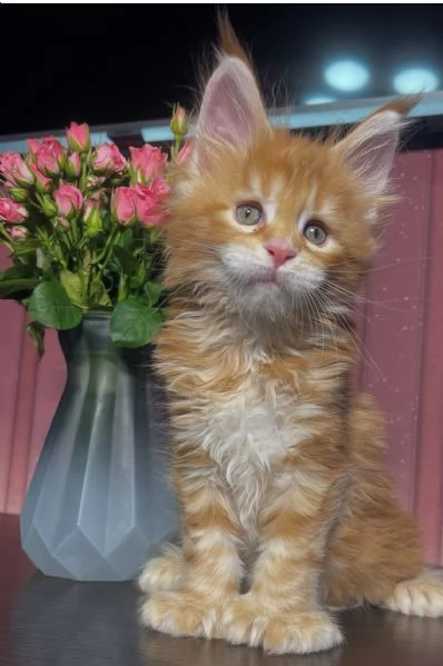 Regalo per un amante dei Maine Coon | Foto 0