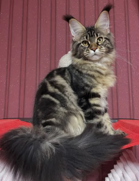 Regalo per un amante dei Maine Coon | Foto 3
