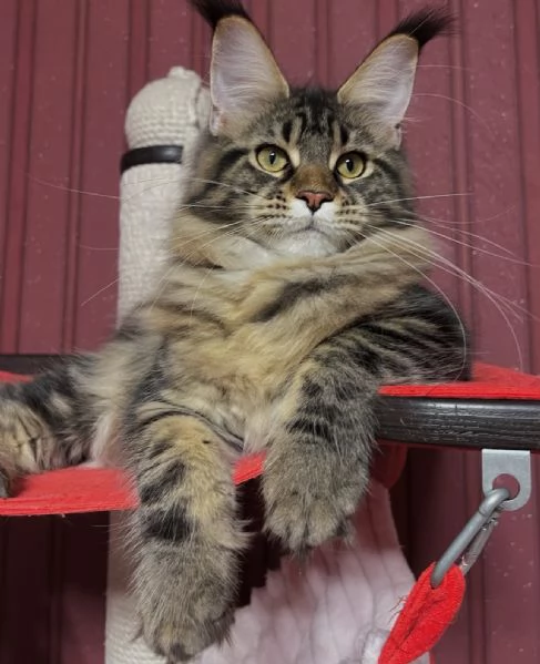 Regalo per un amante dei Maine Coon | Foto 2