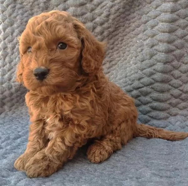 Cucciolo di barboncino maschio e femmina | Foto 0