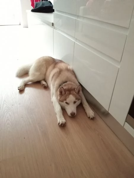 Vendo Husky spettacolare 