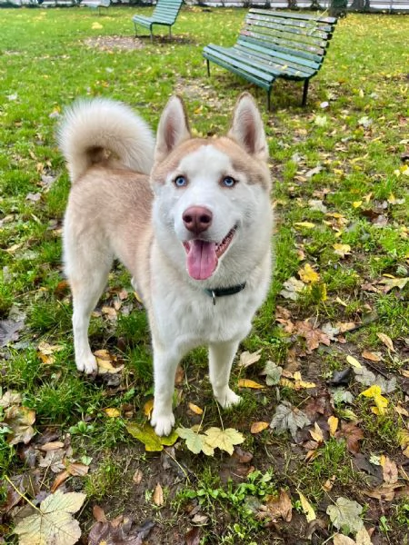 Vendo Husky spettacolare  | Foto 3