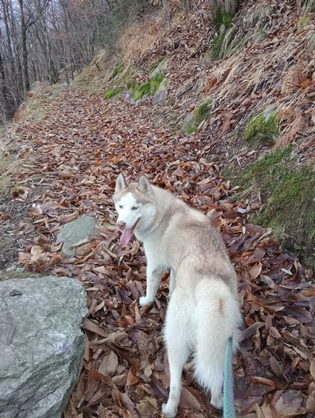 Vendo Husky spettacolare  | Foto 2
