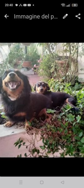 Adozione 2 cani piccola taglia 